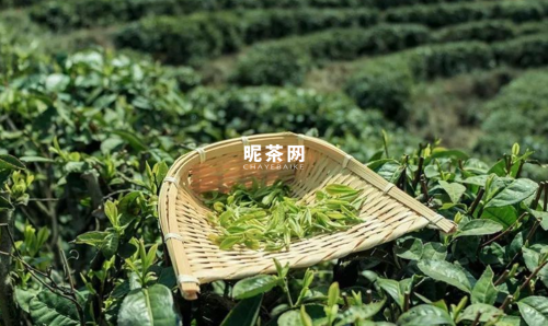 春茶和秋茶怎么鉴别