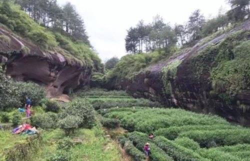 武夷岩茶有哪些核心特点？武夷岩茶的品质特征介绍