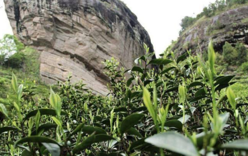 武夷岩茶有哪些核心特点？武夷岩茶的品质特征介绍