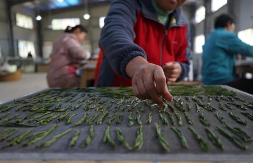 太平猴魁算好茶吗