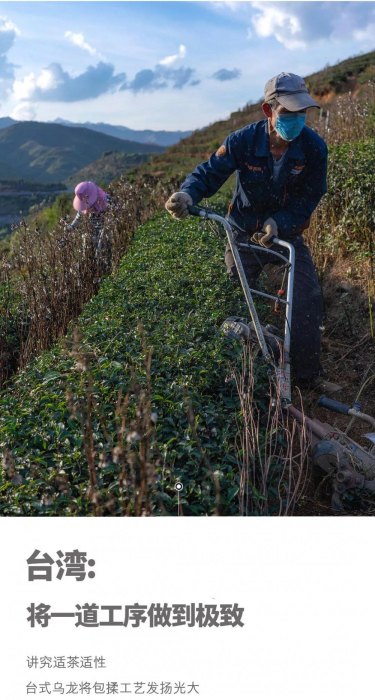 乌龙茶包括哪些茶叶品种