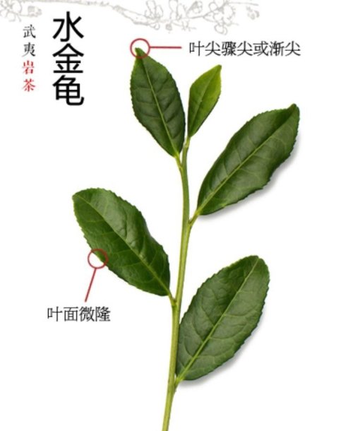 水金龟岩茶的介绍