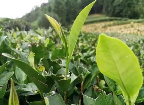 金牡丹茶属于什么茶