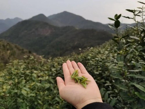 乌牛早茶叶产地在哪里