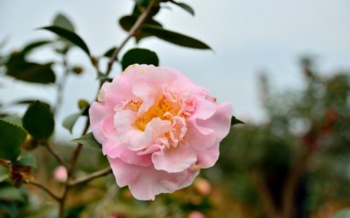 茶花的气味是什么味道