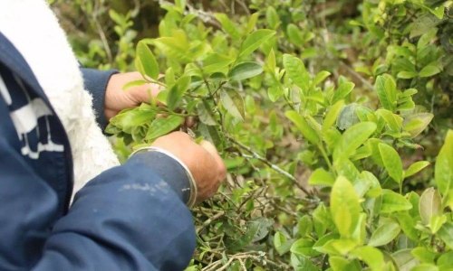 大红袍和正山小种口感