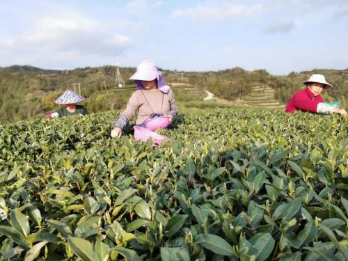 福建白茶饼属于什么茶