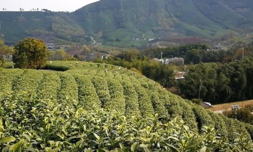 昆铜白茶是正宗安吉白茶吗