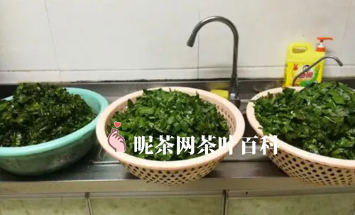 桑叶茶的制作方法与过程