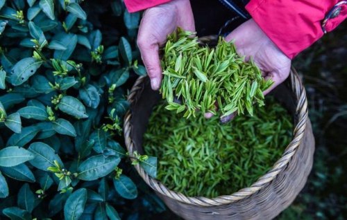 几斤湿茶叶出一斤干茶叶