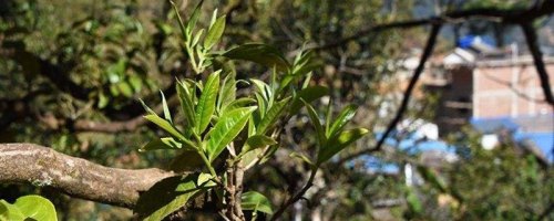 古六大茶山和新六大茶山