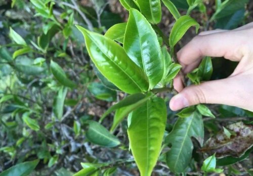 古六大茶山和新六大茶山