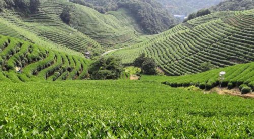 春茶的第一口“香水”，西湖龙井茶