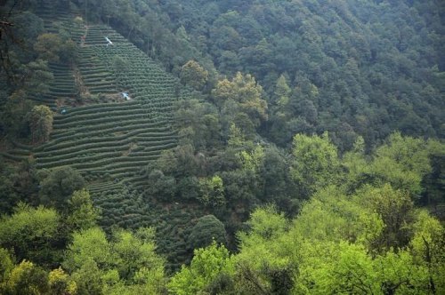 春茶的第一口“香水”，西湖龙井茶