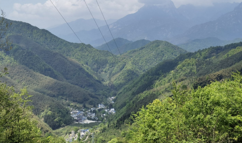 黄山毛峰是绿茶还是红茶