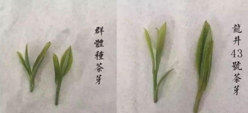 春茶的第一口“香水”，西湖龙井茶