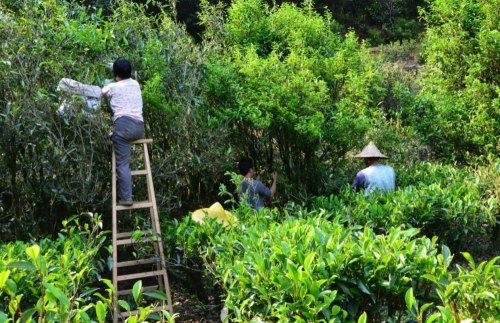 鸭屎茶属于什么茶系