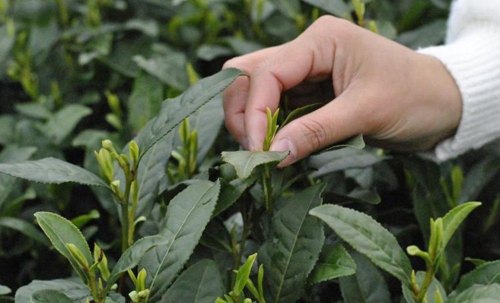 什么是西湖龙井的明前茶、雨前茶