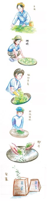 绿茶的制作流程五个步骤