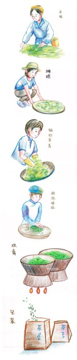 绿茶的制作流程五个步骤