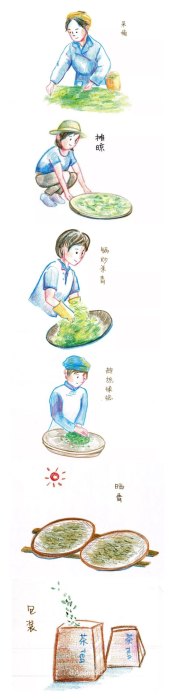 绿茶的制作流程五个步骤