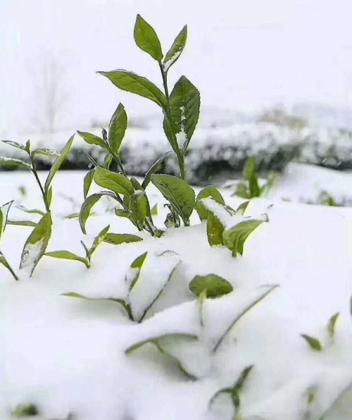 日照绿茶新茶上市时间