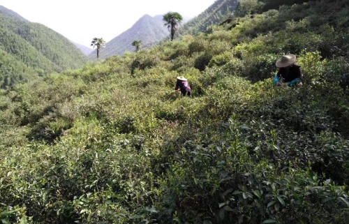 金骏眉属于正山小种吗