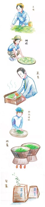 绿茶的制作流程五个步骤