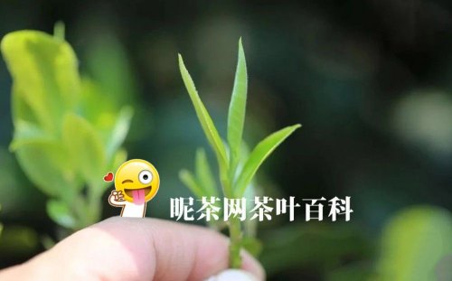 那卡古树茶的产地