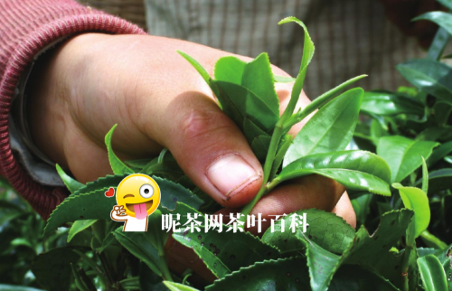 普洱茶过期了还能喝吗