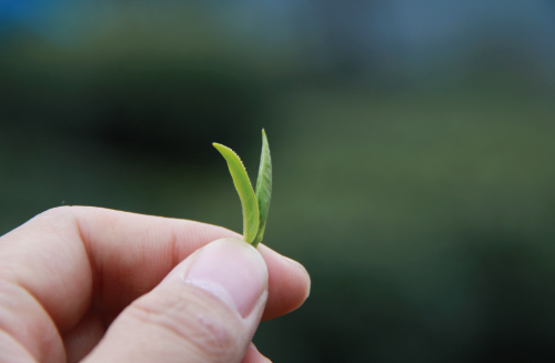 明前茶是几月份的茶