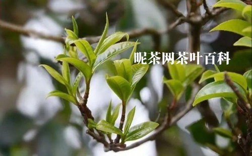 邦崴古树普洱茶的特点