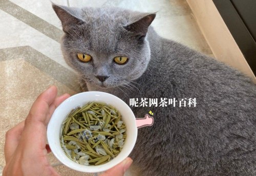 茉莉茶是凉性花茶么