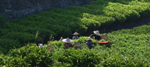 采茶制茶常识