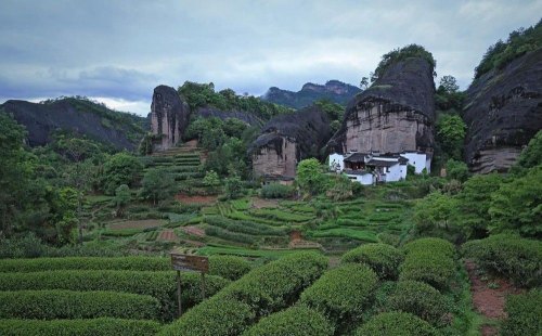 武夷岩茶是热性还是凉性