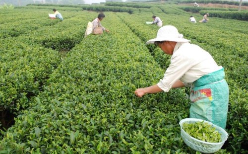 采茶制茶常识