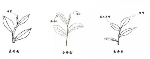 采茶的7个步骤