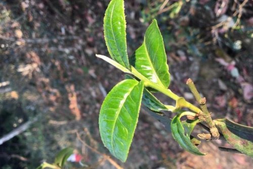 普洱春茶夏茶和秋茶区别