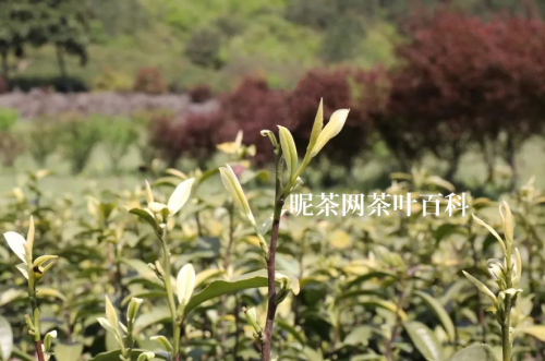 奶白茶的特点