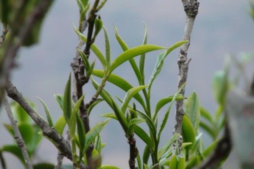 普洱春茶夏茶和秋茶区别