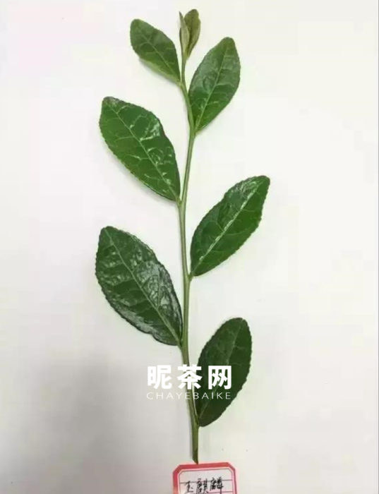 玉麒麟是什么茶