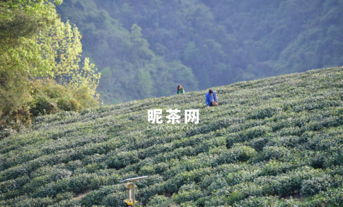 紫阳富硒茶属于什么茶