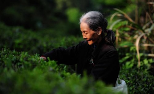 茶发酵与不发酵的区别