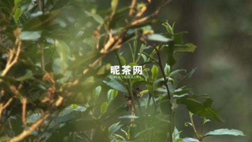 倚邦普洱茶特点