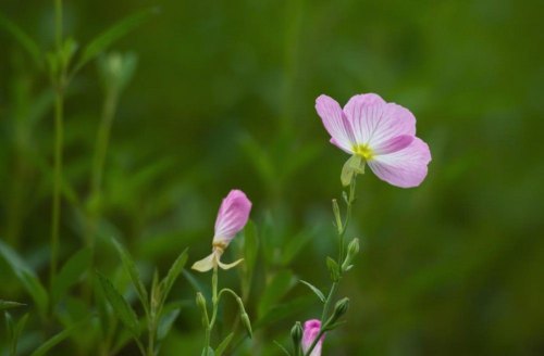 夏日之雅，在于书画、品茶、赏花