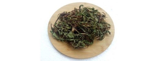 自制蒲公英茶需要蒸吗