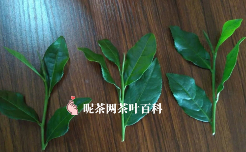 铁观音几月份下来新茶