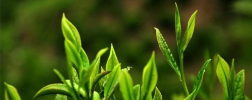 一斤茶叶需要多少鲜茶