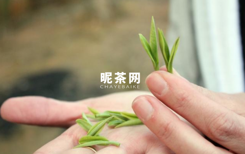 绿茶分几个季节采摘