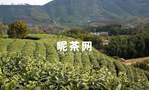 绿茶分几个季节采摘